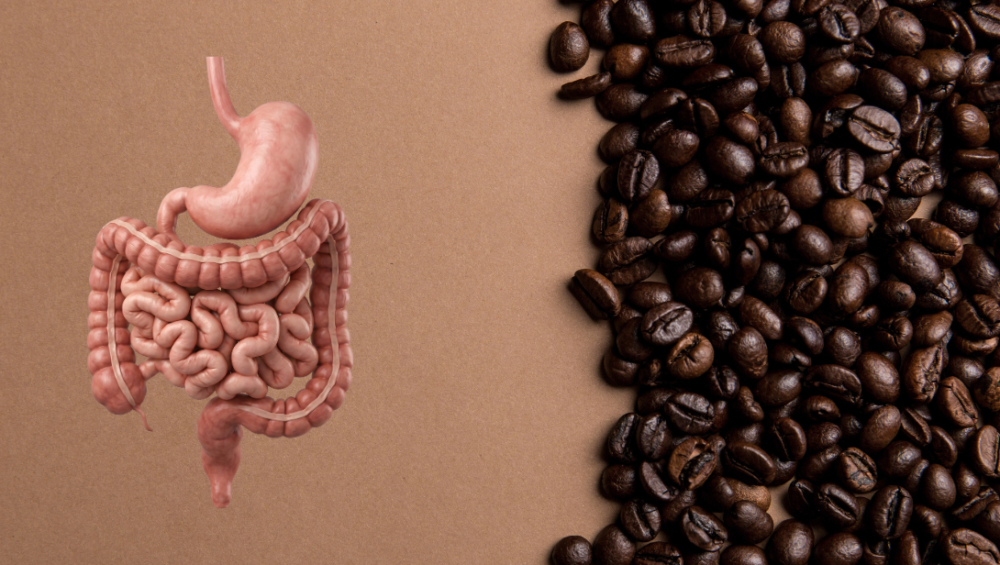 Is coffee good or bad for your gut?